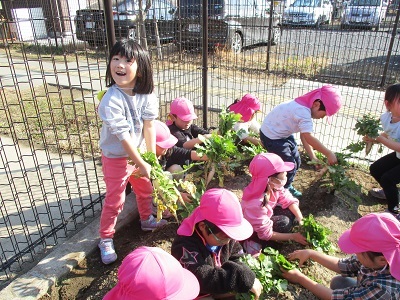 枝分かれした大根に驚きの声があがりました。