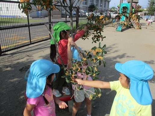 きんもくせいの木に花が咲いている。子ども達が木に手を伸ばし花を摘んでいる。