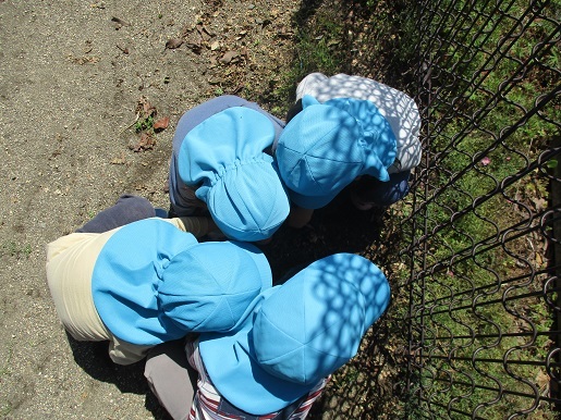 ダンゴ虫を発見。子ども達はまるくなってダンゴ虫を観察している。