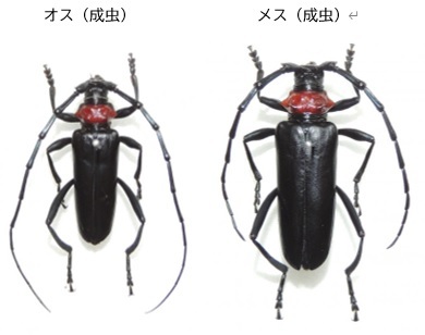 クビアカツヤカミキリ（オス・メスの成虫）