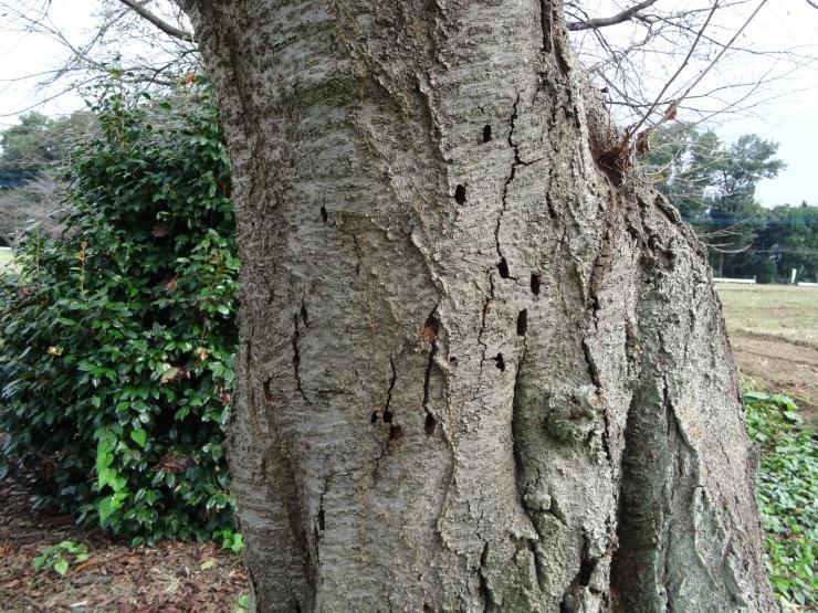 クビアカツヤカミキリ成虫脱出孔