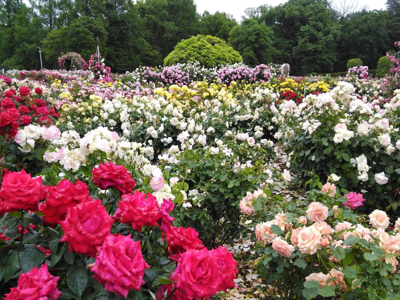 伊奈町制施行記念公園バラ園