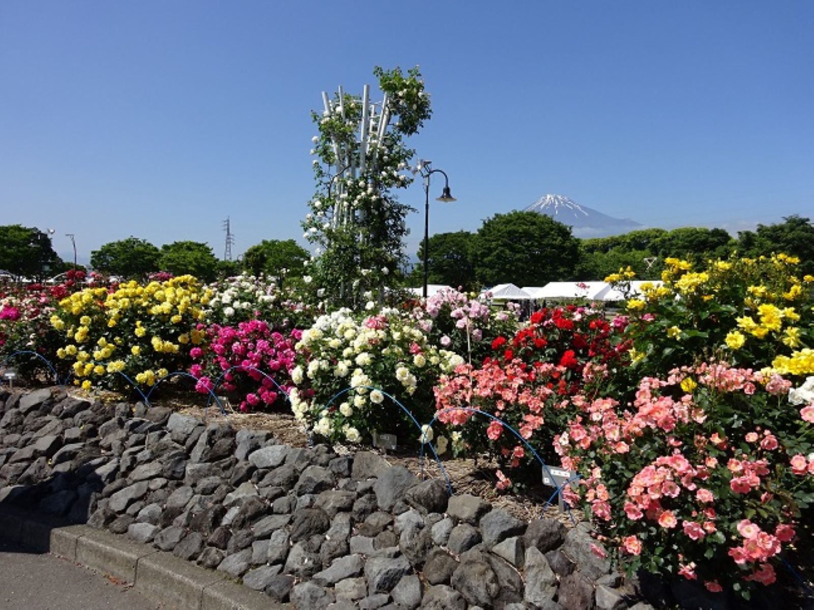 中央公園　バラ花壇