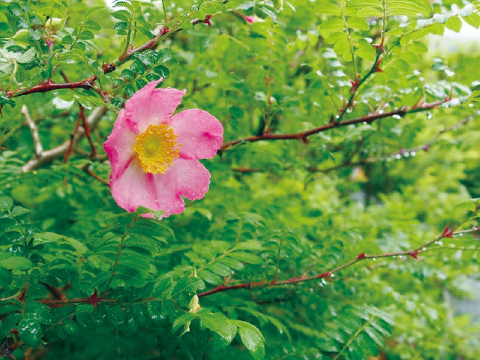 箱根湿生花園