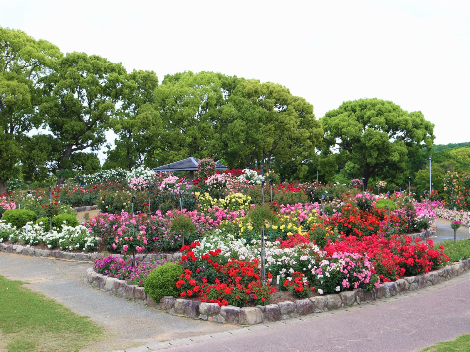 駕与丁公園バラ園