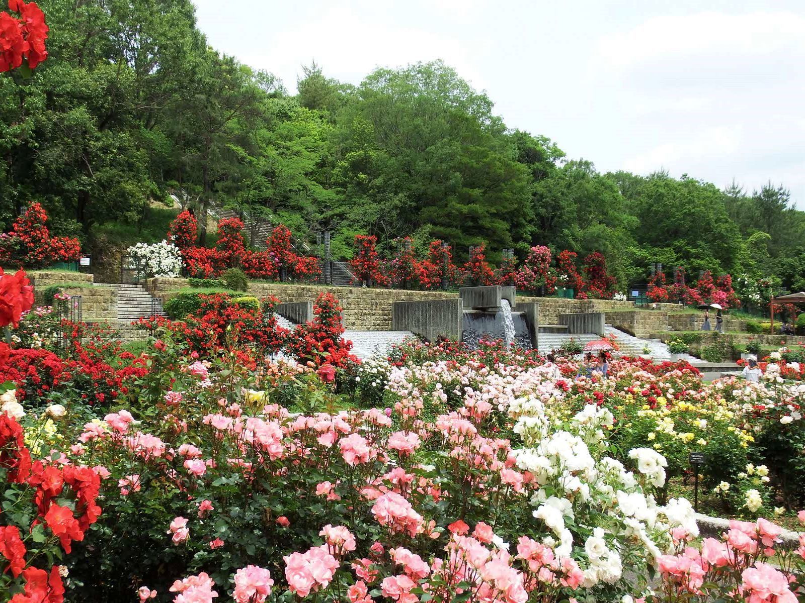 兵庫県立播磨中央公園　ばら園