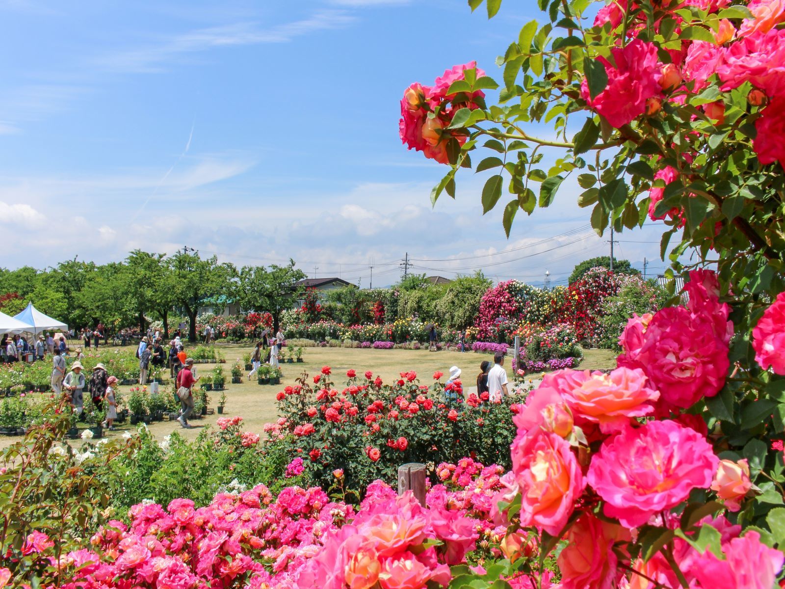 一本木公園