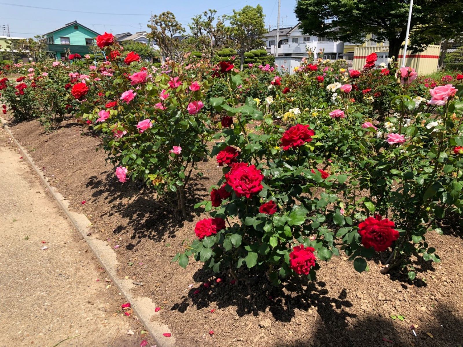 戸ヶ崎公園