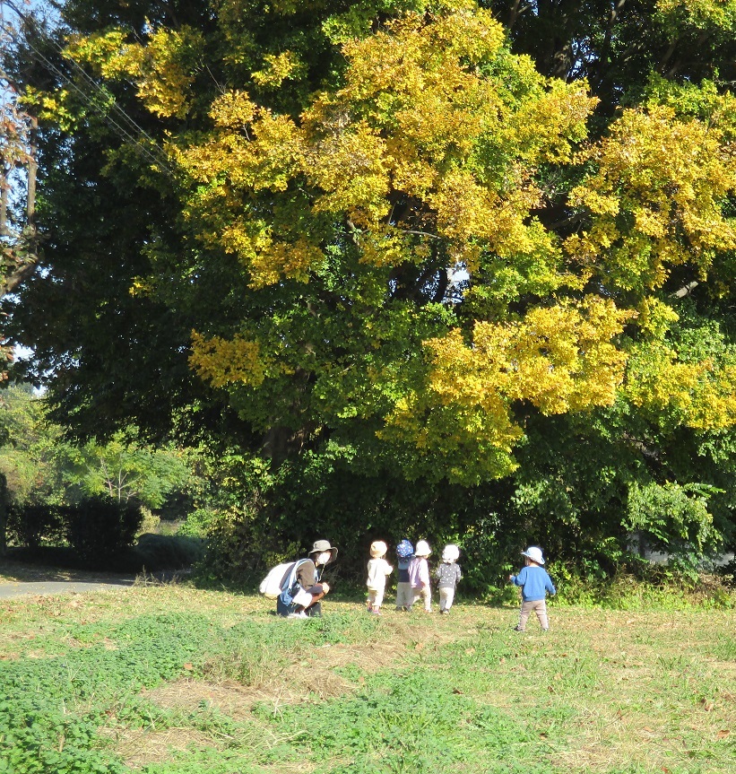 子どもたちが大きな木を見上げている