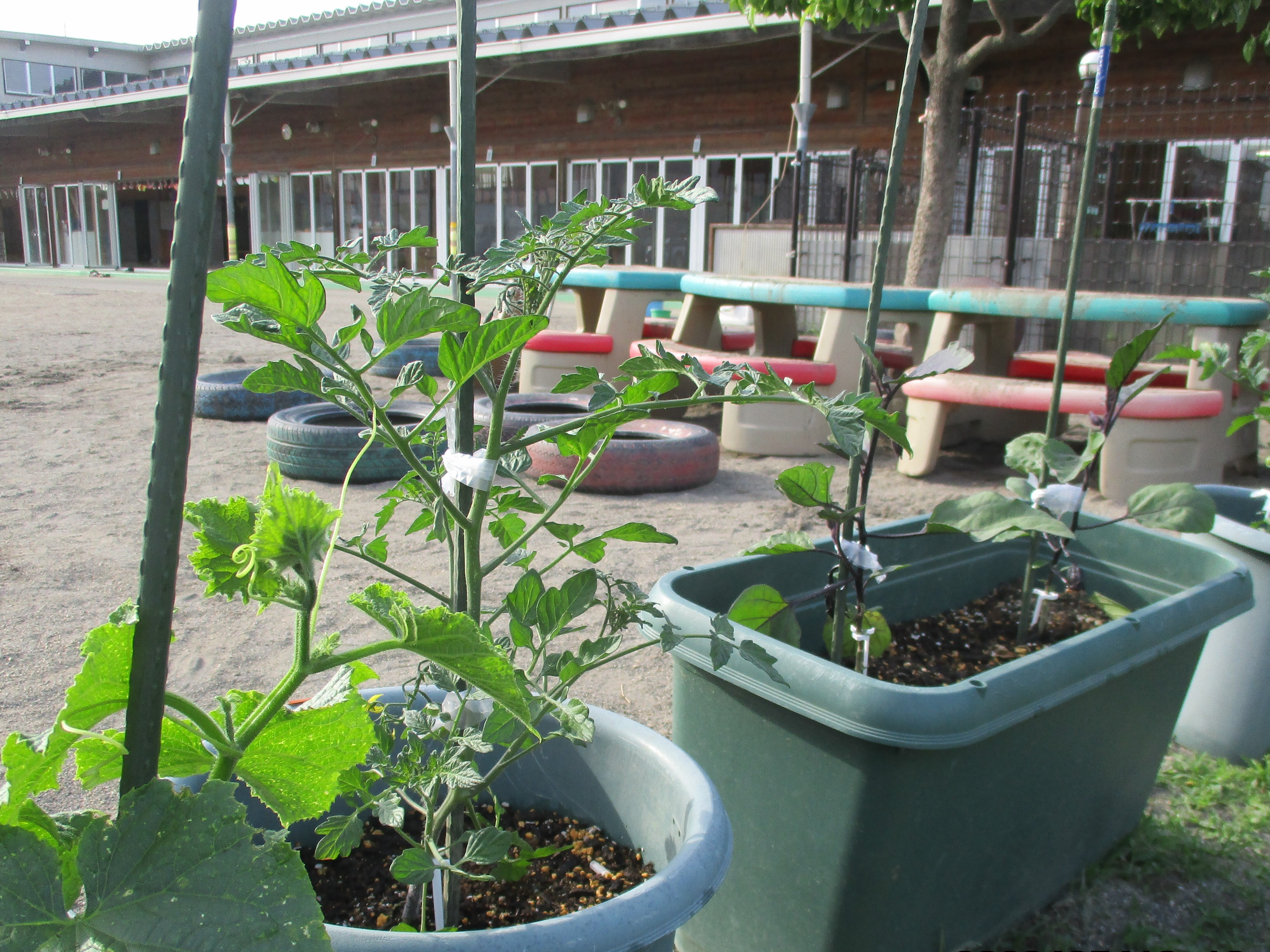2週間後、順調に育っている野菜